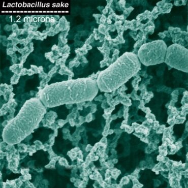 В складі продукту: молочнокислі бактерії (LAB) lab